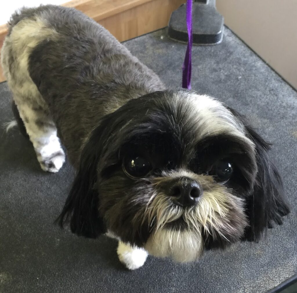 All Breed Pet Parlor