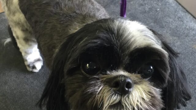 All Breed Pet Parlor