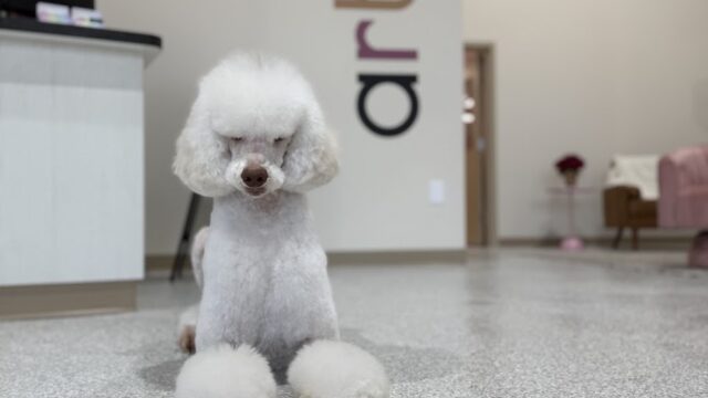 artepupp pet grooming co.