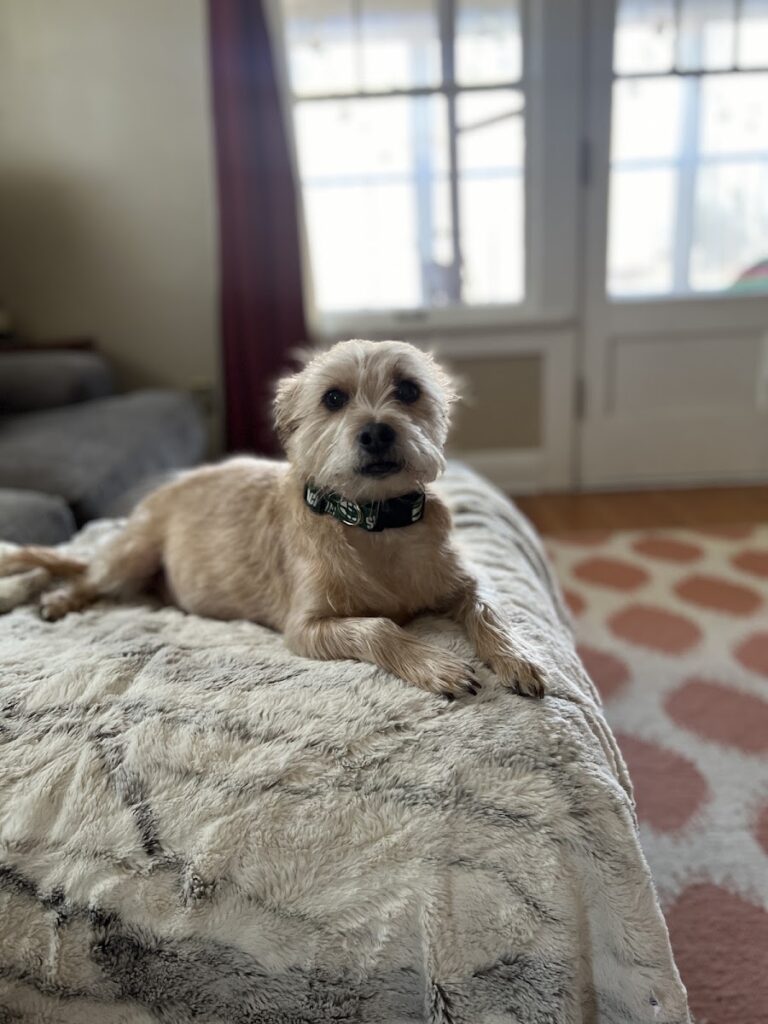 Barking Boutique