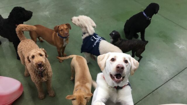 Barks on Bourbon