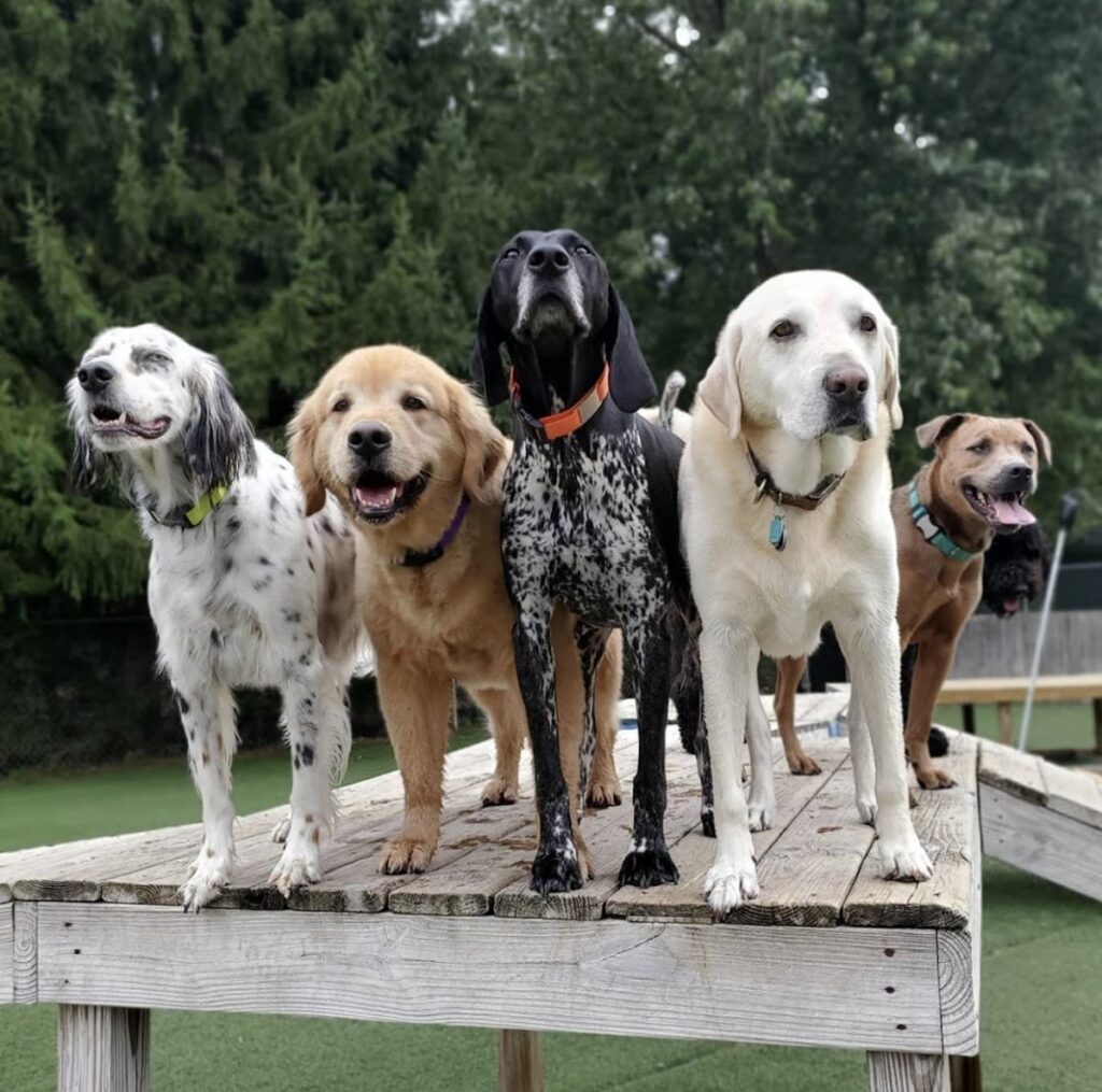 Camp K9 Pet Resort & Day Camp