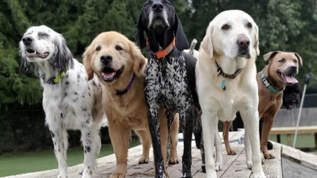 Camp K9 Pet Resort & Day Camp