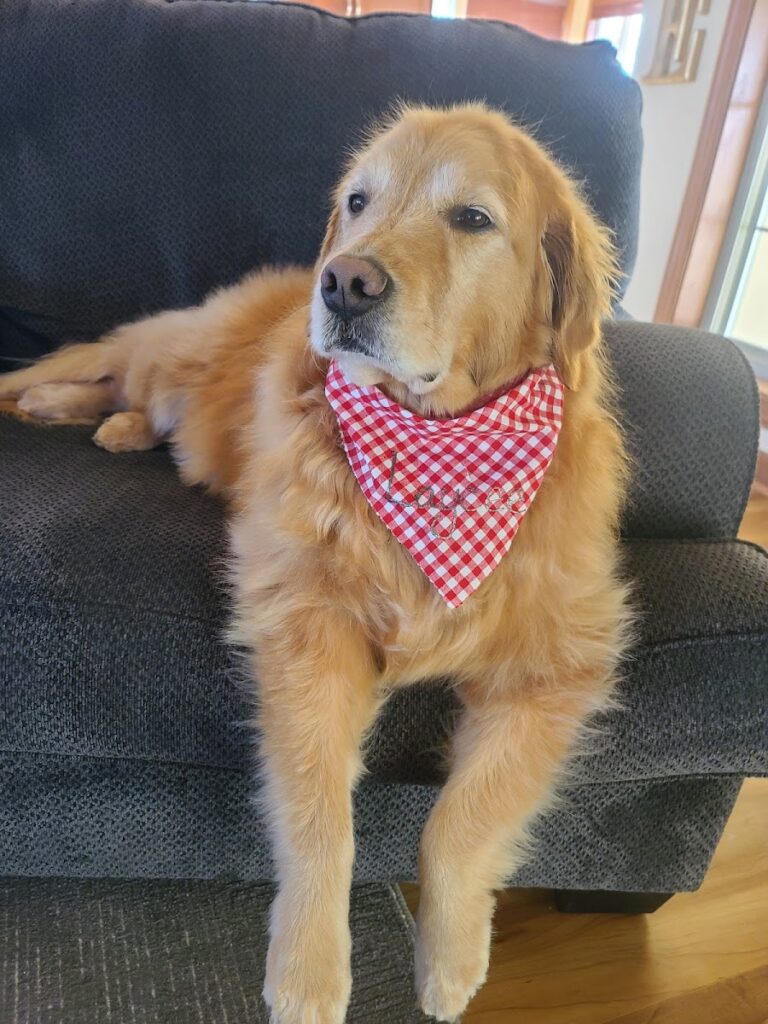 Canine Corner