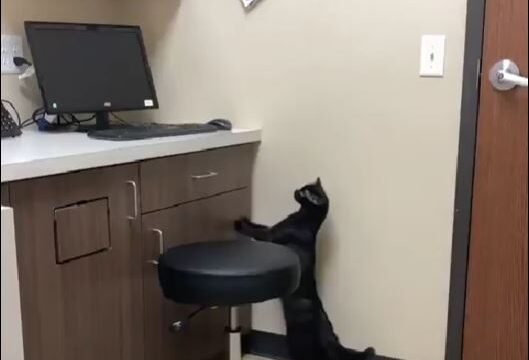 Cat Care Clinic – East