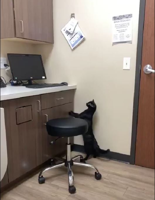 Cat Care Clinic – East