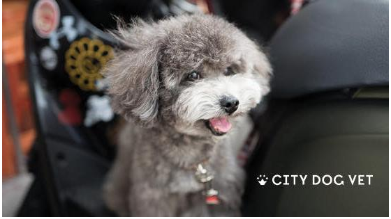 City Dog Vet