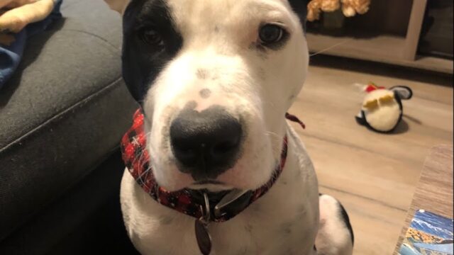Divine K-9