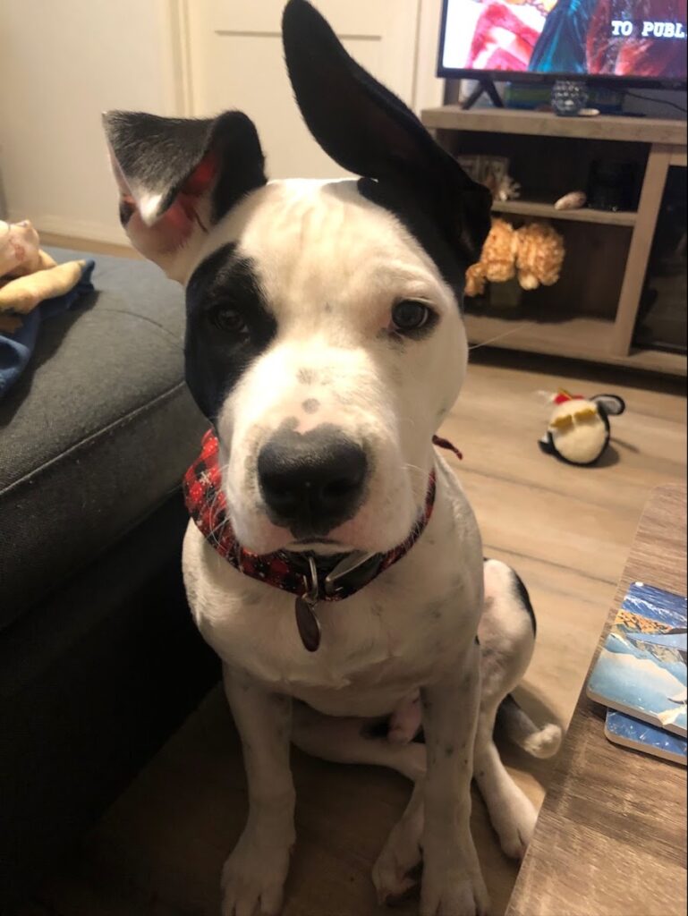 Divine K-9