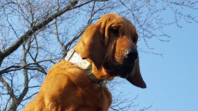 Dog Gone Walkers, LLC