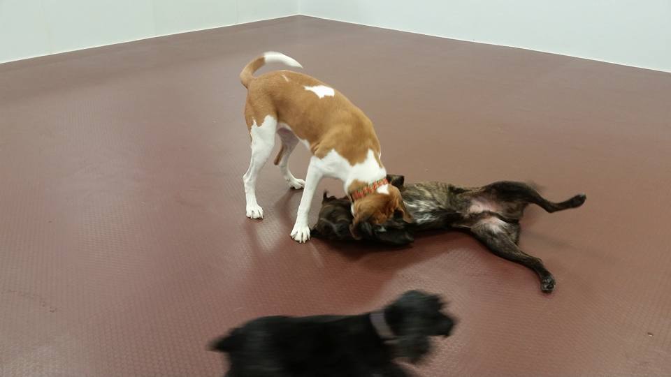 Dog Haus University