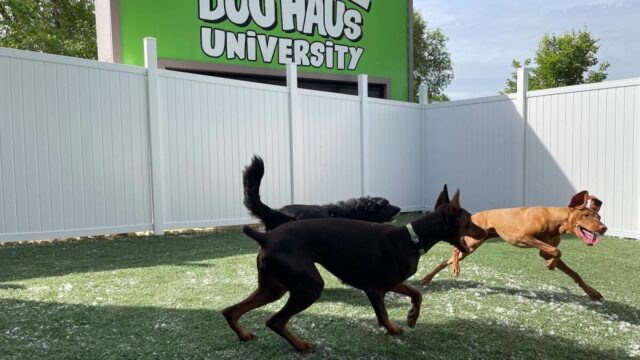 Dog Haus University
