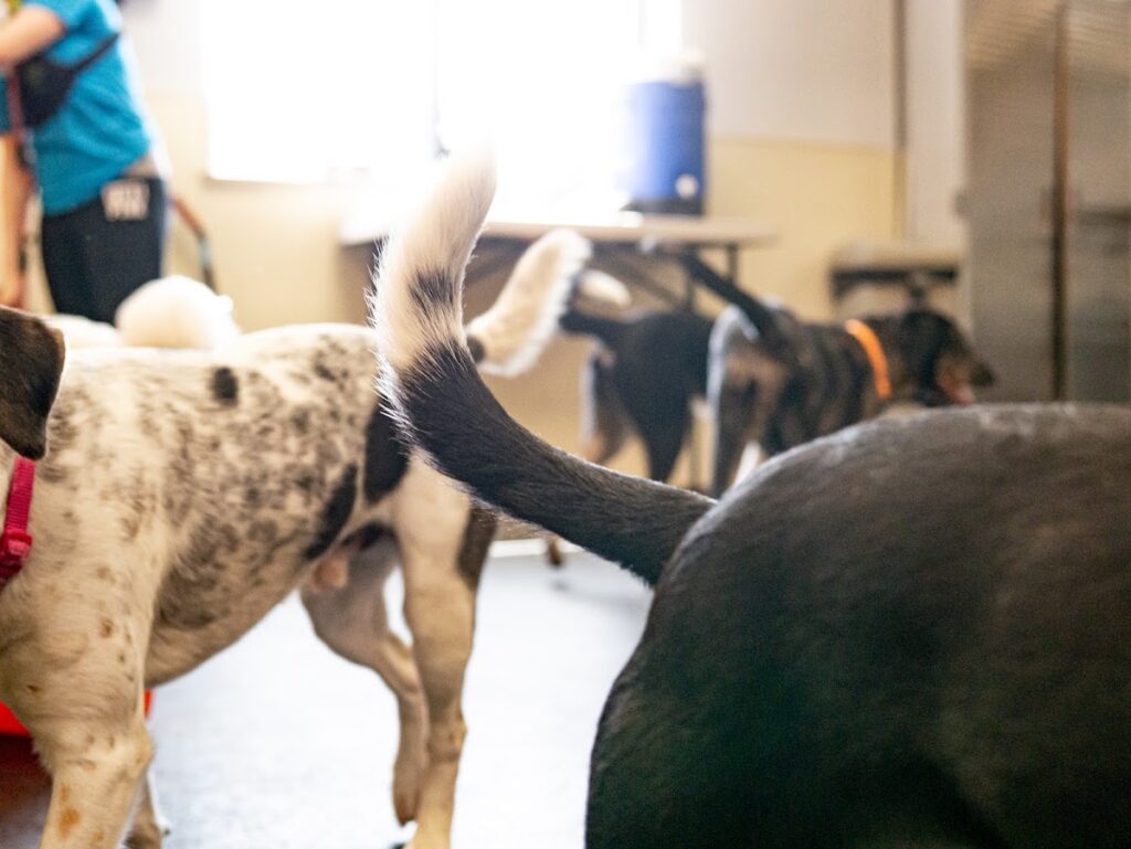 Dogtopia of Madison West