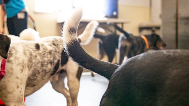 Dogtopia of Madison West