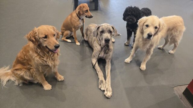 Duncan’s Dog Daycare