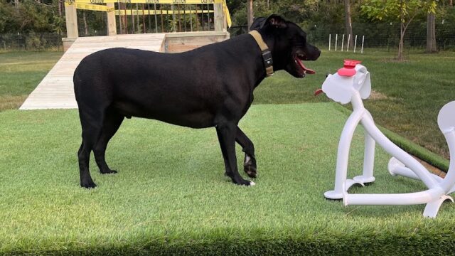 Good Dog Unleashed Private Park