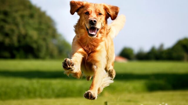 Green Acres Pet Resort