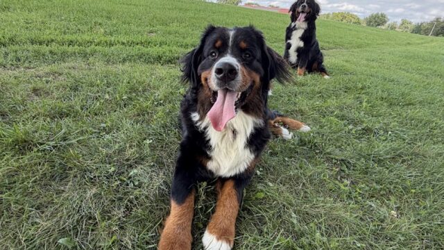 Green Dog, LLC Dog walking, Cat sitting & Dogpark Runs