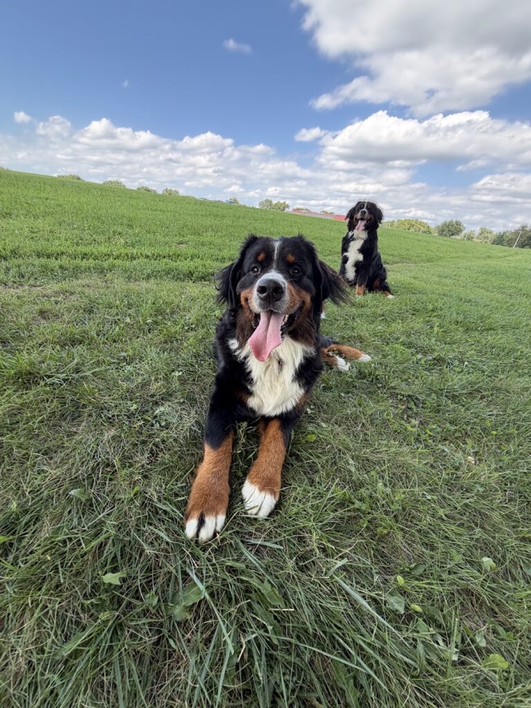 Green Dog, LLC Dog walking, Cat sitting & Dogpark Runs