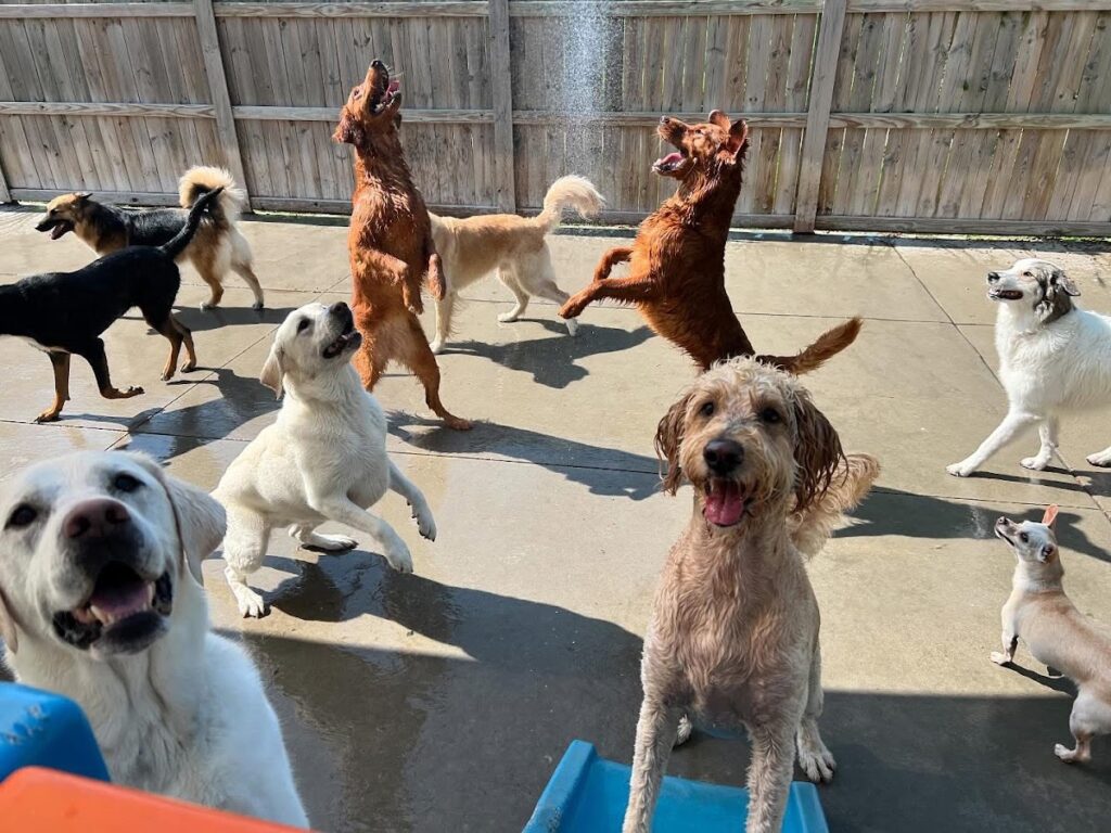 Happy Dogz