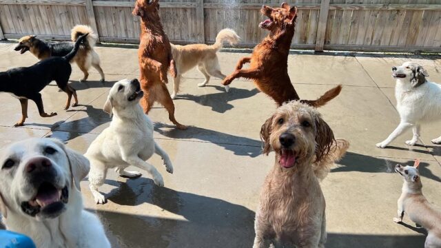 Happy Dogz