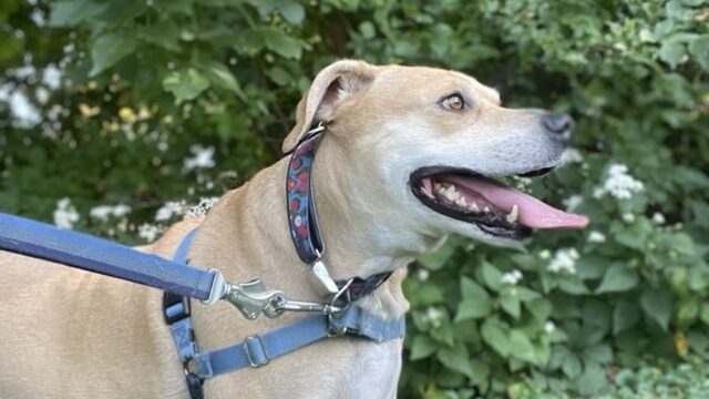 Hotel K Pet Sitting & Dog Walking