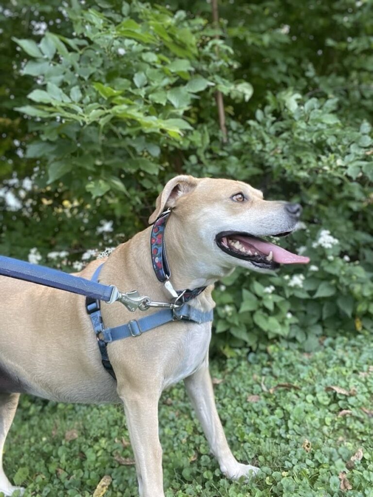 Hotel K Pet Sitting & Dog Walking
