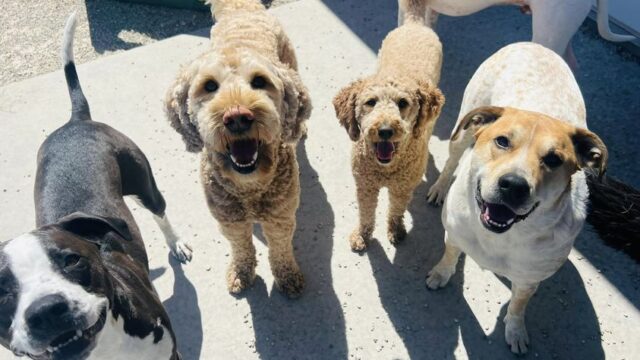 Hound Huddle, Inc.