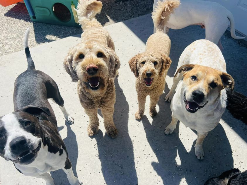 Hound Huddle, Inc.