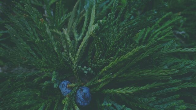 Juniper Moon Aesthetics