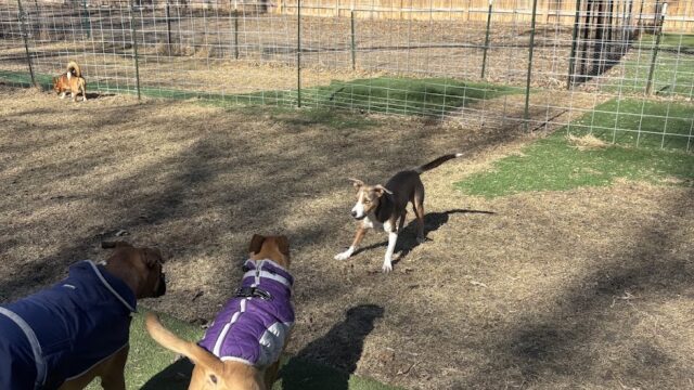 K9 Crush Dog Daycare & Boarding