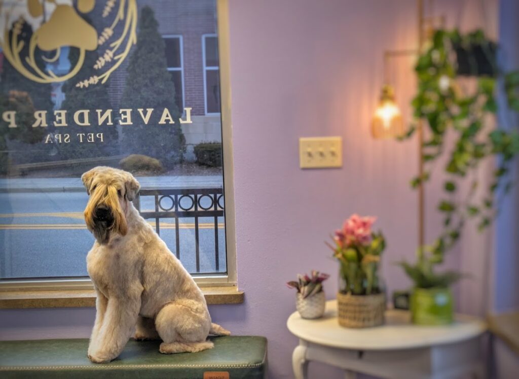 Lavender Paw Pet Spa