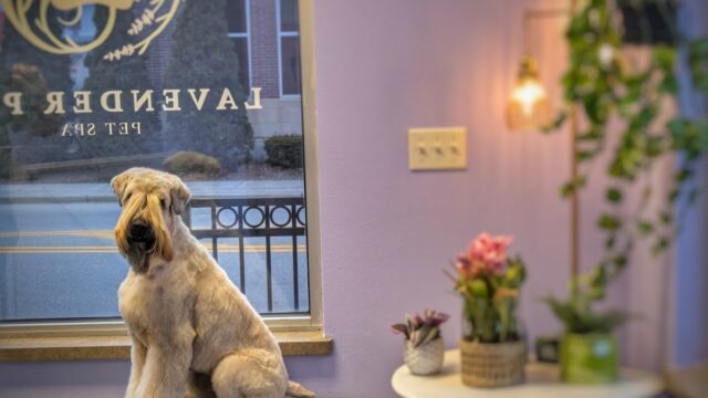 Lavender Paw Pet Spa