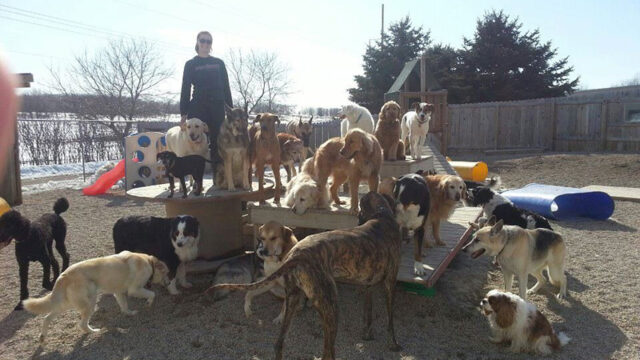 Lucky Dog Daycare