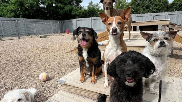 North Paw, LLC