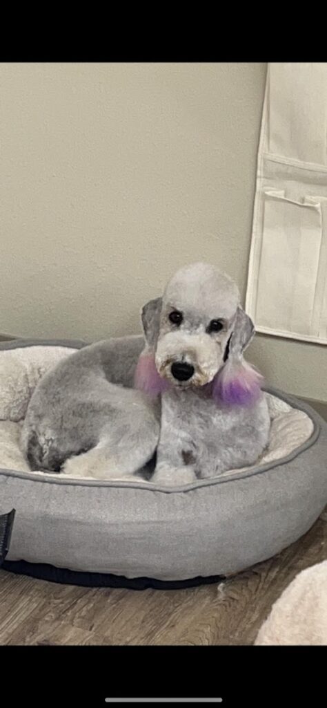 Pamper Me Groom Studio LLC