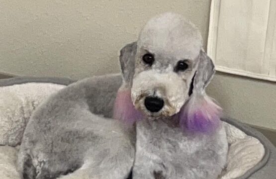 Pamper Me Groom Studio LLC
