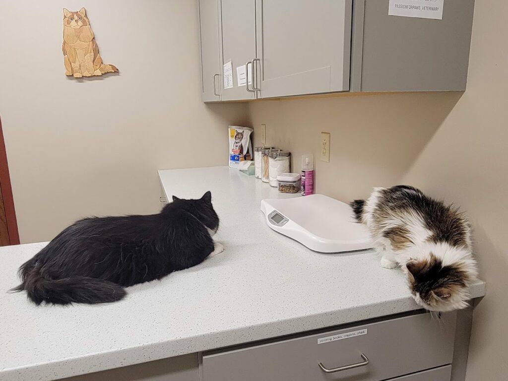Passion for Paws Veterinary Clinic, Boarding and Daycare