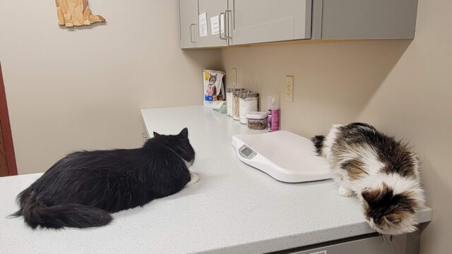 Passion for Paws Veterinary Clinic, Boarding and Daycare