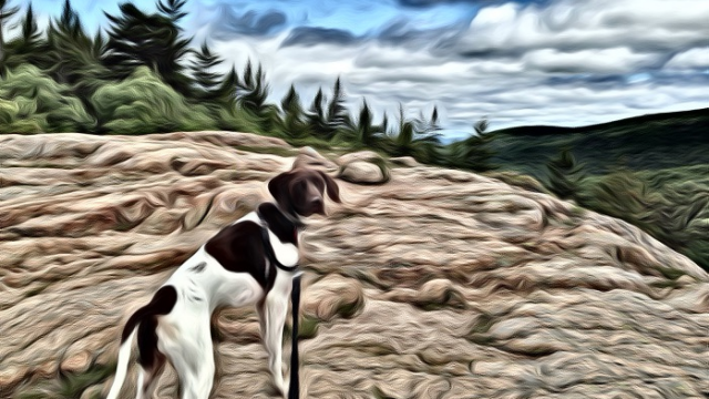 Pawsitive Results PT