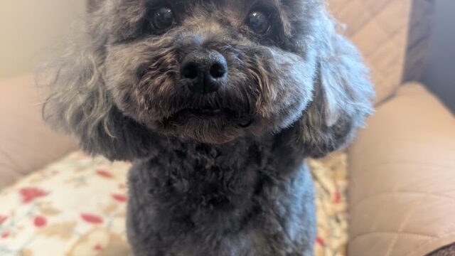 PetSmart Grooming