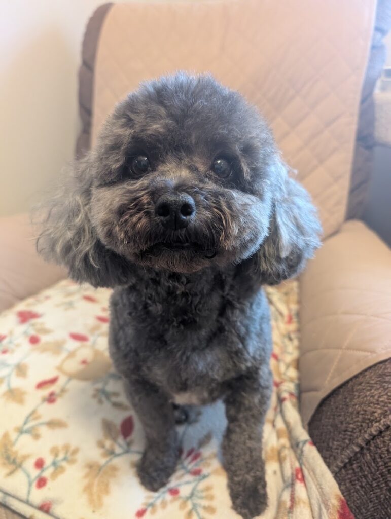 PetSmart Grooming