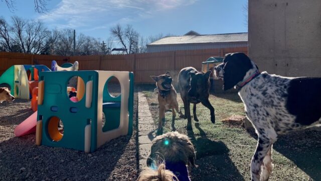 Pups Unleashed