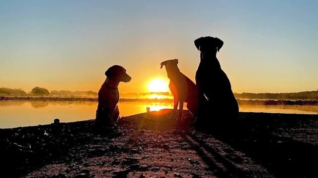 River Paws