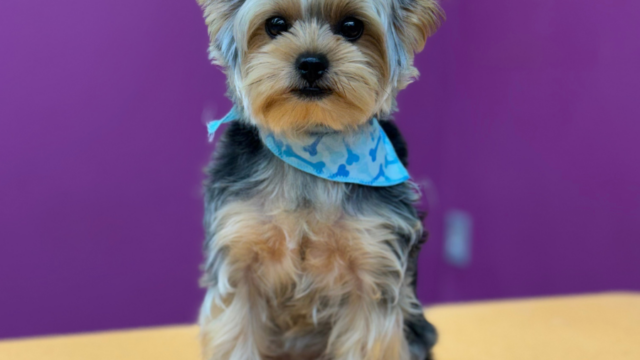 Serenity Pet Spa Middleton | Dog Grooming Madison