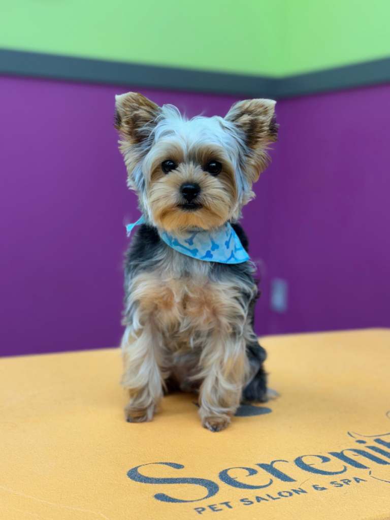 Serenity Pet Spa Middleton | Dog Grooming Madison