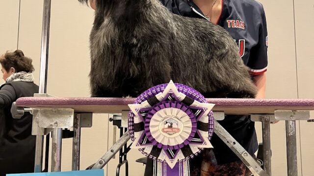 Serenity Pet Spa West | Dog Grooming Madison