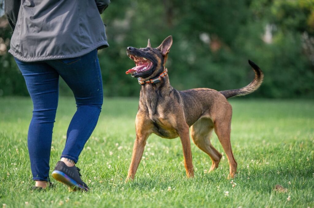 Sit Means Sit Dog Training Madison