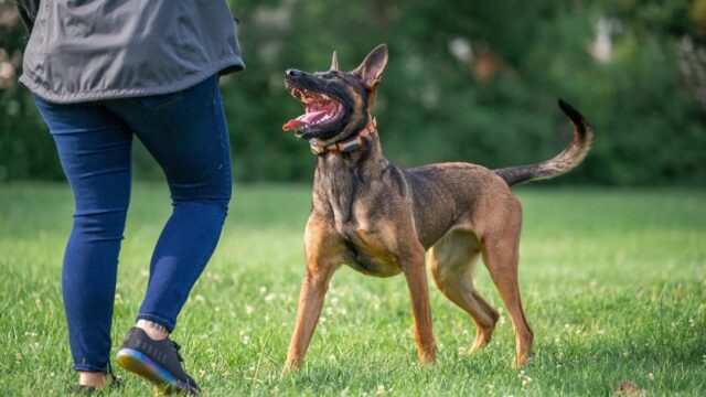 Sit Means Sit Dog Training Madison