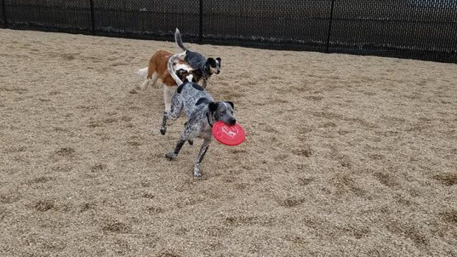 TailWaggers Doggy Daycare
